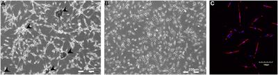 Human Melanocyte-Derived Spheroids: A Precise Test System for Drug Screening and a Multicellular Unit for Tissue Engineering